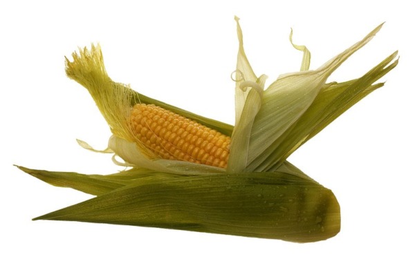 Suikermaïs vers 1st. - MA bio