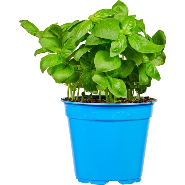 3 basilicumplantjes in potje - NL bio