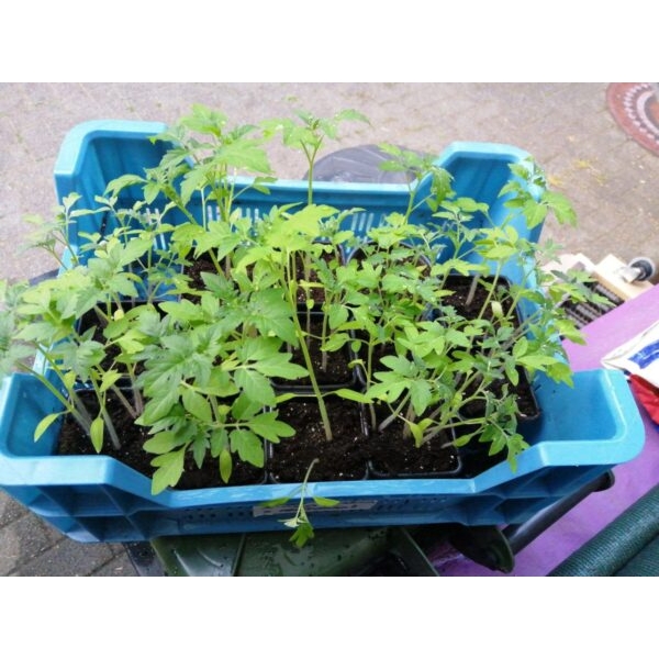 Kerstomatenplantje van bio zaad (10-20cm)