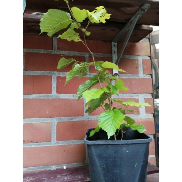 Hazelaarboompje (40-50cm) - Oké