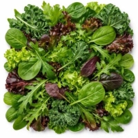 Willekeurige soort bladgroente - bio