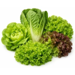 Willekeurige soort sla - bio