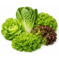 Willekeurige soort sla - bio