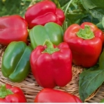 Paprika zaden California Wonder 25 zaden - BE Oké