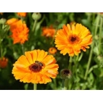 Goudsbloem zaden Calendula oranje en geel 0,1g - BE Oké