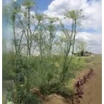 Dille zaden Reuzen 0,2g - BE Oké