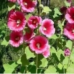 Stokroos zaden Roze 0,1g - BE Oké