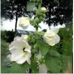 Stokroos zaden Wit 0,1g - BE Oké