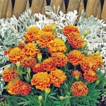 Stinkertjes Geel 0.5 g - Oké